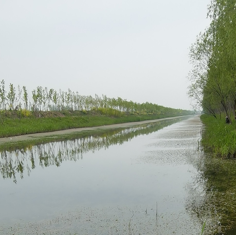 豐縣歡口鎮歡北大溝水生態修復工程